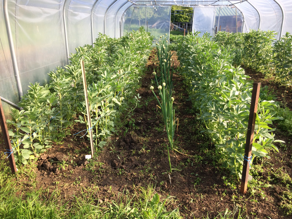 semis du printemps pour légumes primeurs